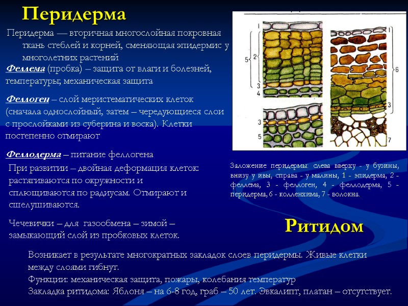 Перидерма Перидерма — вторичная многослойная покровная ткань стеблей и корней, сменяющая эпидермис у многолетних